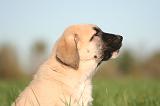KANGAL 129